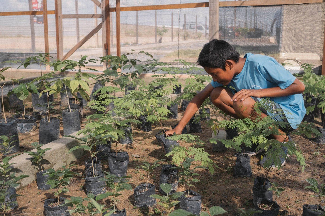Pessoa jovem agachada cuidando de plantas em um viveiro, com mudas organizadas em sacos plásticos pretos sobre o solo, cercadas por estruturas de madeira e rede de proteção.