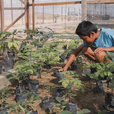 Pessoa jovem agachada cuidando de plantas em um viveiro, com mudas organizadas em sacos plásticos pretos sobre o solo, cercadas por estruturas de madeira e rede de proteção.
