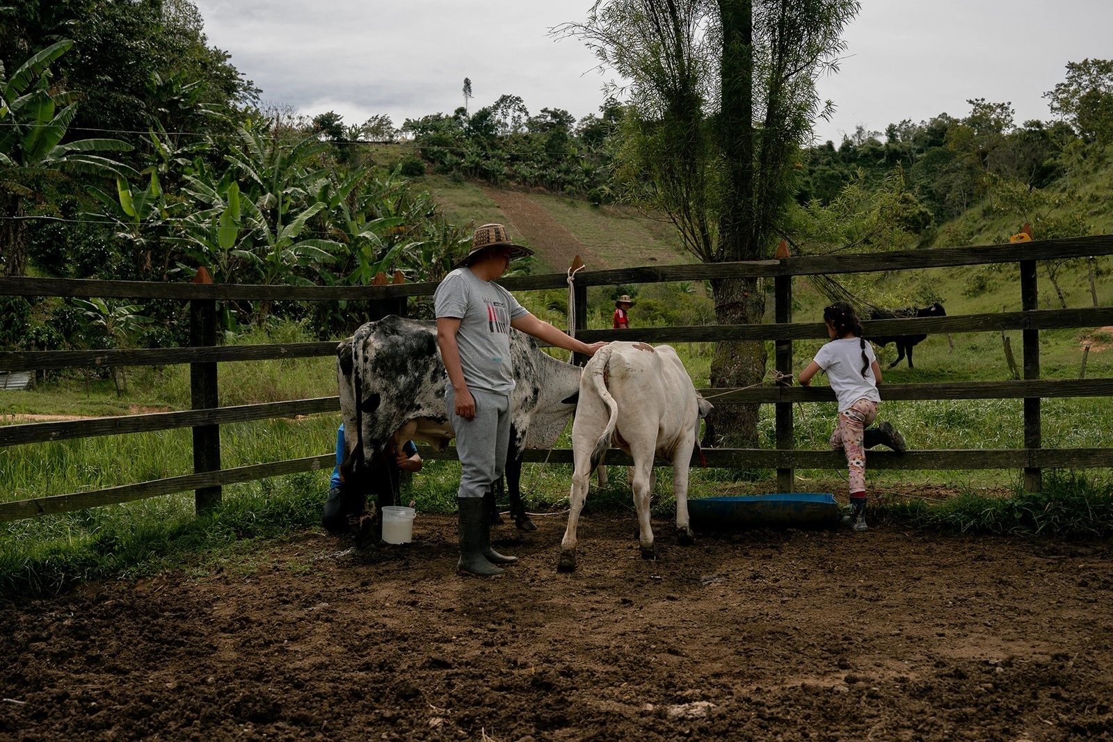 Hombre y niño junto a una vaca en un establo 