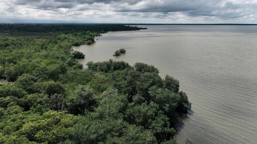 Vista aérea de un manglar en la bahía de Turbo