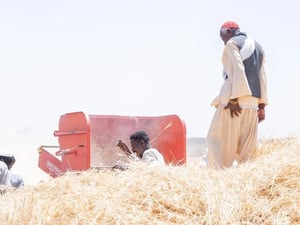 Un grupo de cinco hombres en un campo de trigo