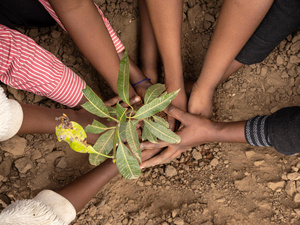 Manos de varios jóvenes plantando un árbol en la tierra.