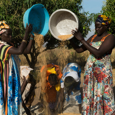 Mujeres sursudanesas aventan el arroz cosechado en una granja de la aldea de Mirieyi, al norte de Uganda