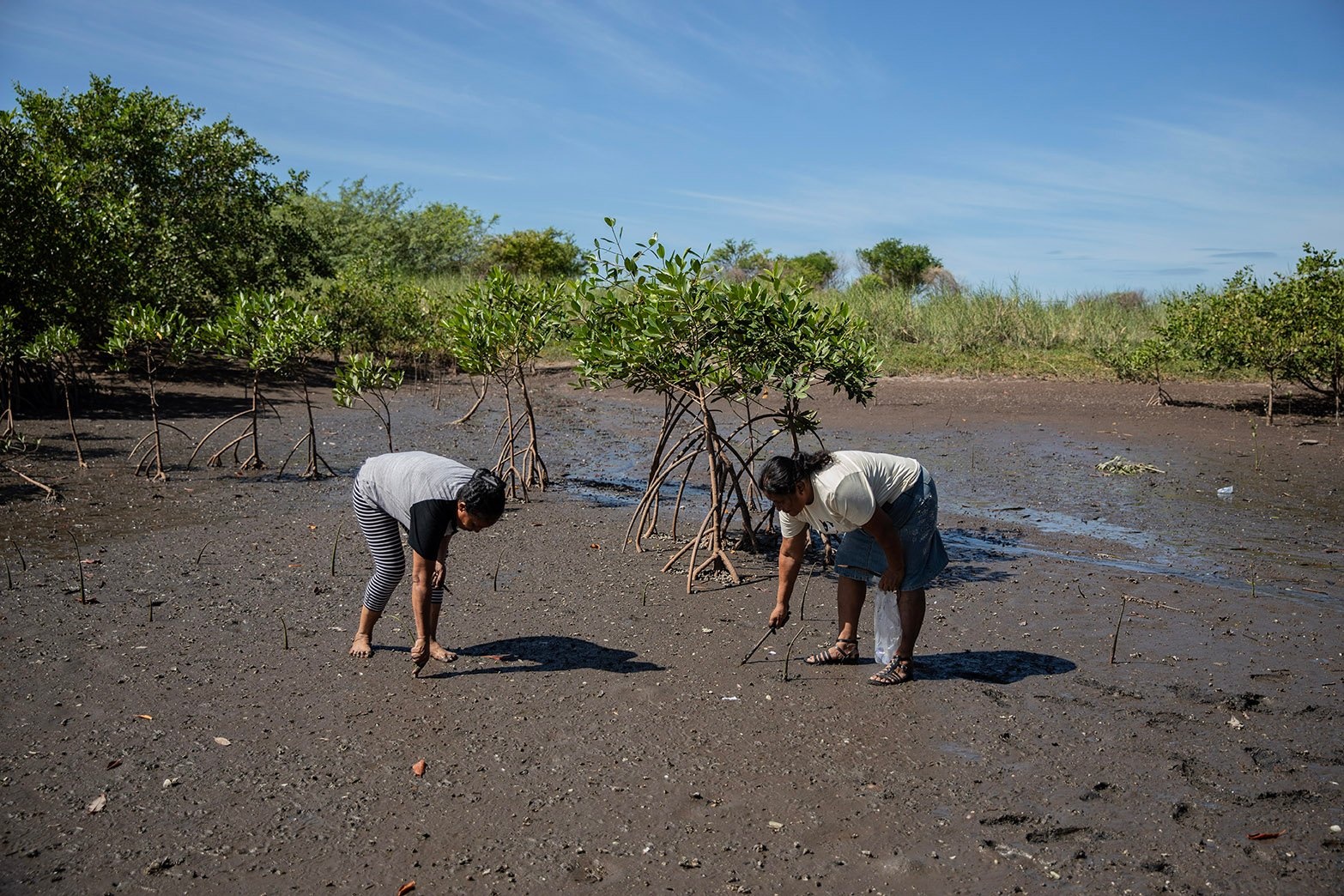 Dos mujeres plantan árbolitos en una playa.