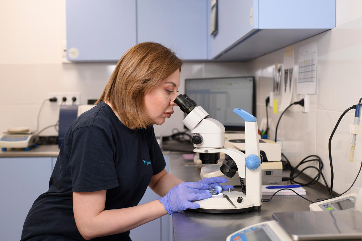 Una mujer en un laboratorio mira a través de un microscopio.