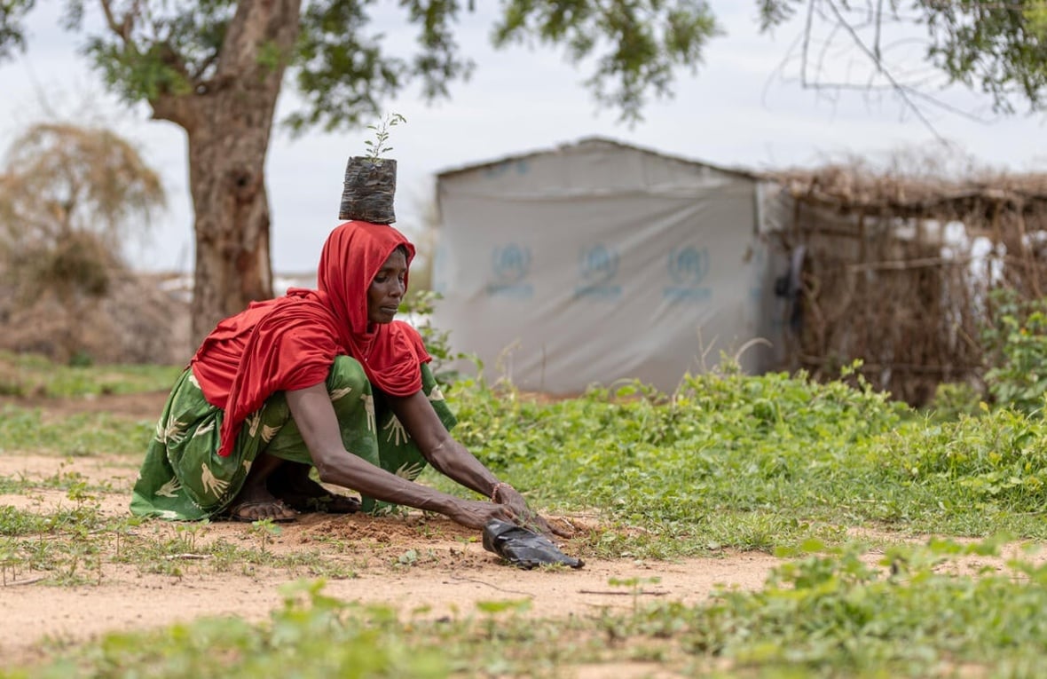 Camerún. Plantación de 2.000 árboles en la región del Extremo Norte de Camerún para luchar contra la desertificación