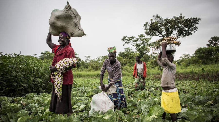 Un grupo de personas está cosechando la siembra en un campo muy verde
