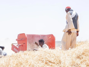 Un grupo de cinco hombres en un campo de trigo
