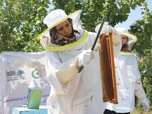 Una mujer con traje de protección blanco y sombrero raspa las abejas de un marco de colmena