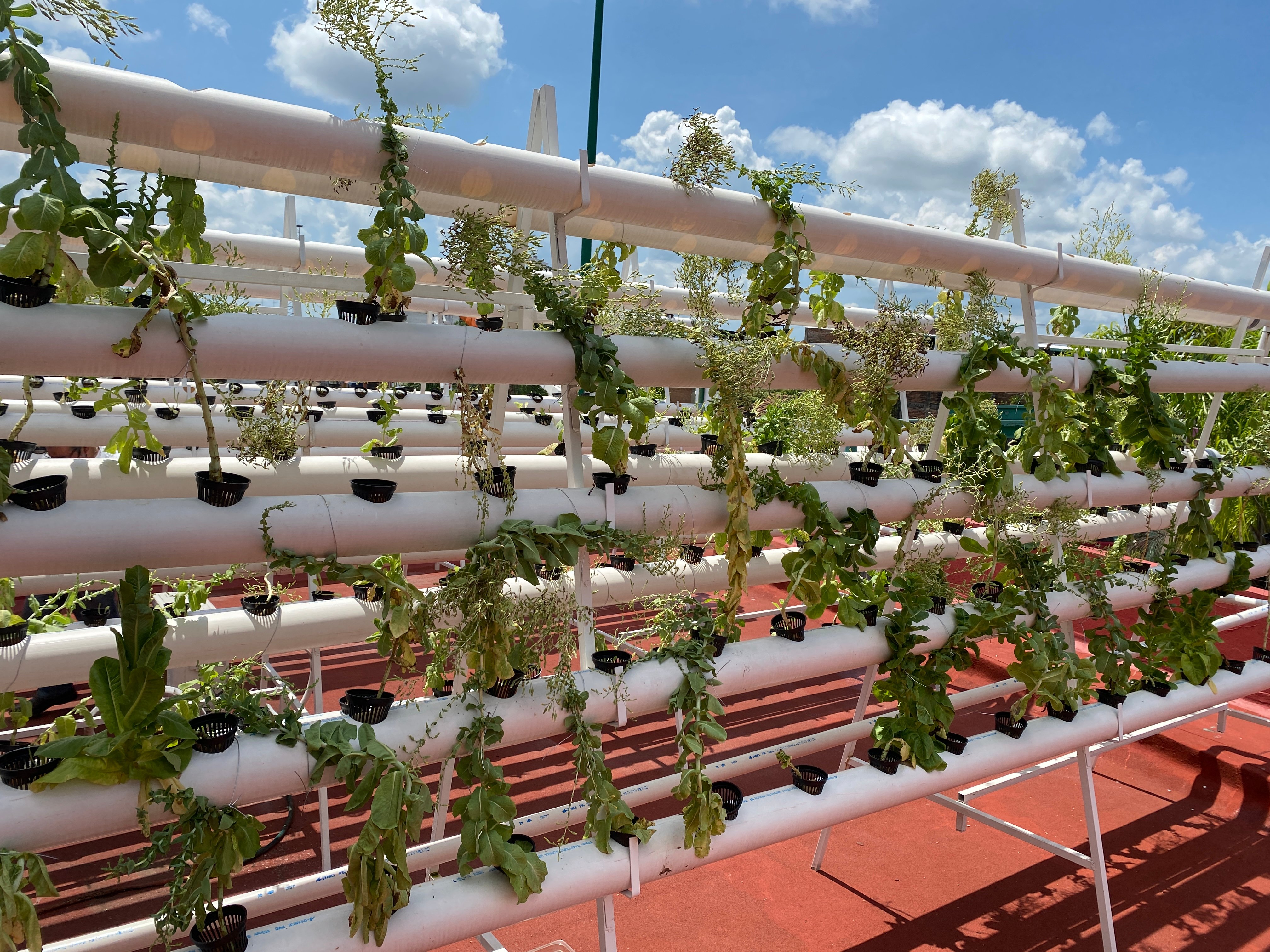 Se creó un huerto urbano para educación ecológica y talleres de medio ambiente.