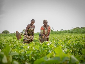 Una mujer mayor y otra más joven cultivan un campo verde