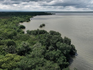 Vista aérea de un manglar en la bahía de Turbo, Colombia.
