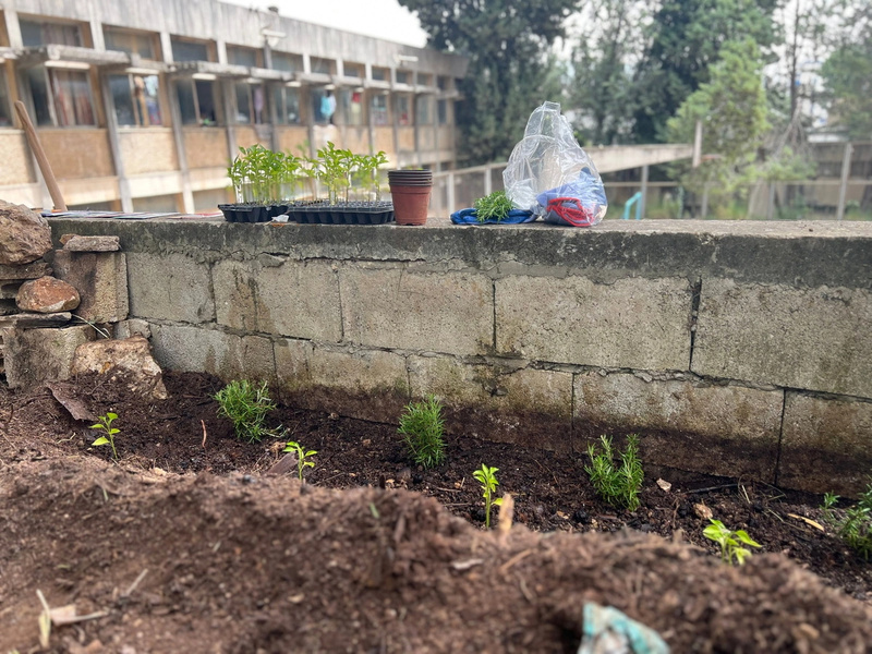 El jardín de hierbas aromáticas de Yusuf da al patio de la escuela en el norte del Líbano, donde vive actualmente con su familia.