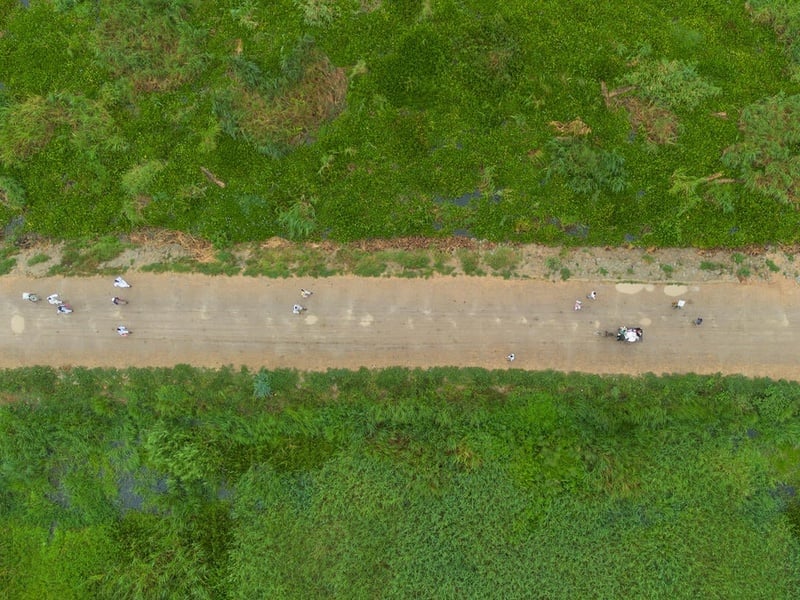 Vista aérea de un camino franqueado por vegetación