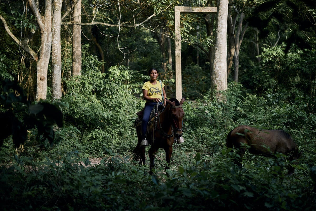 Una mujer con camiseta amarilla y pantalones de mezclilla sentada en un caballo en un claro del bosque mientras un potro pasta cerca