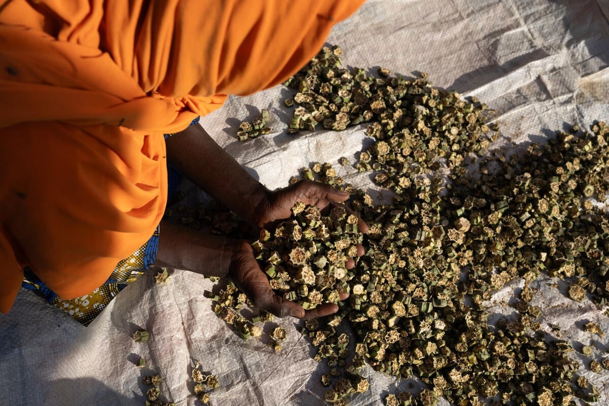 Una mujer toma en sus manos okra seca