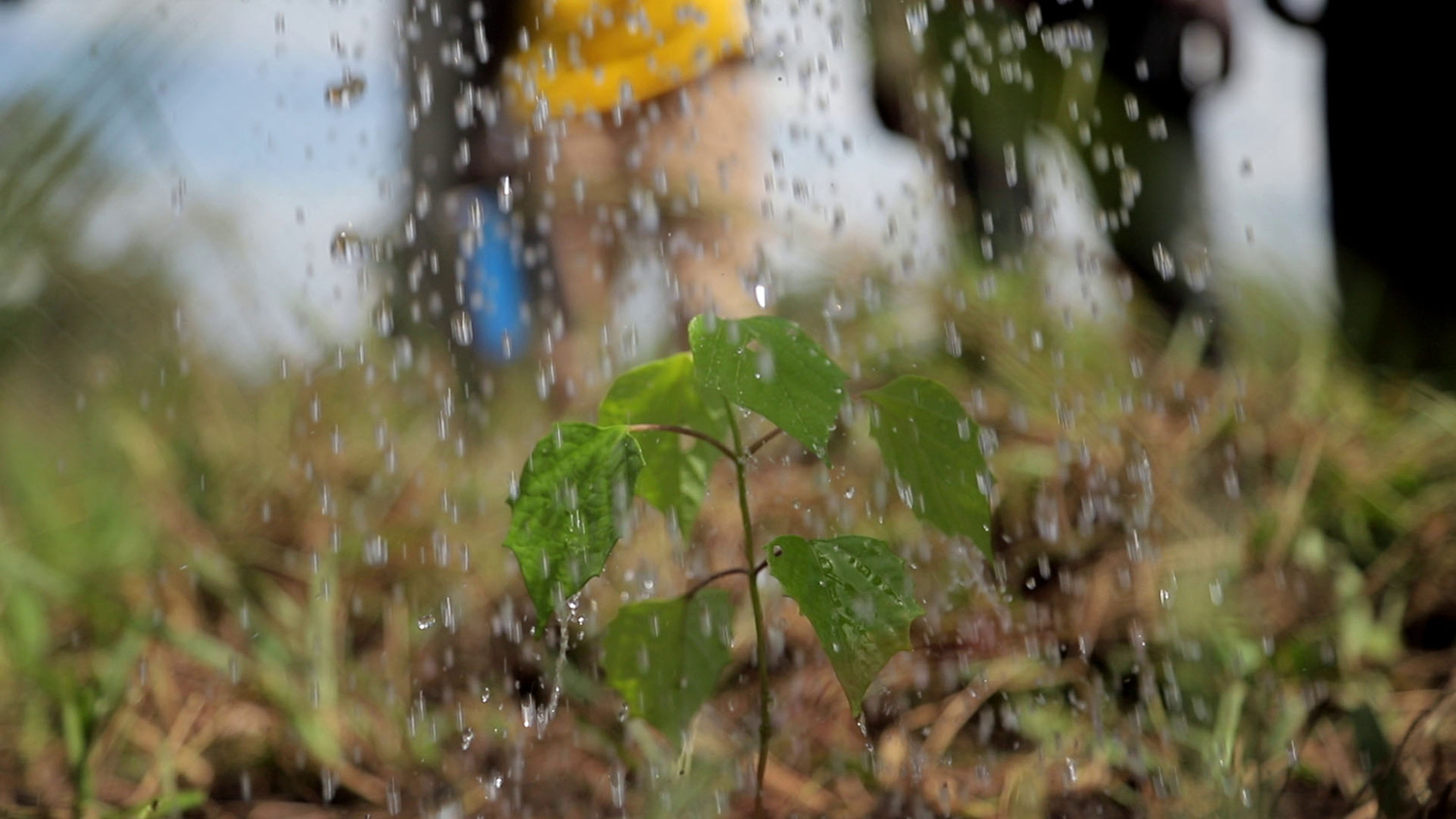 Caen gotas de agua sobre una planta que está siendo regada