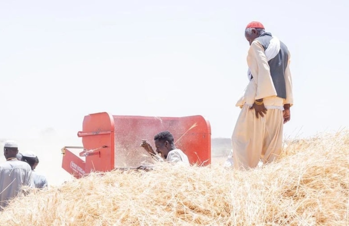 Un grupo de cinco hombres en un campo de trigo