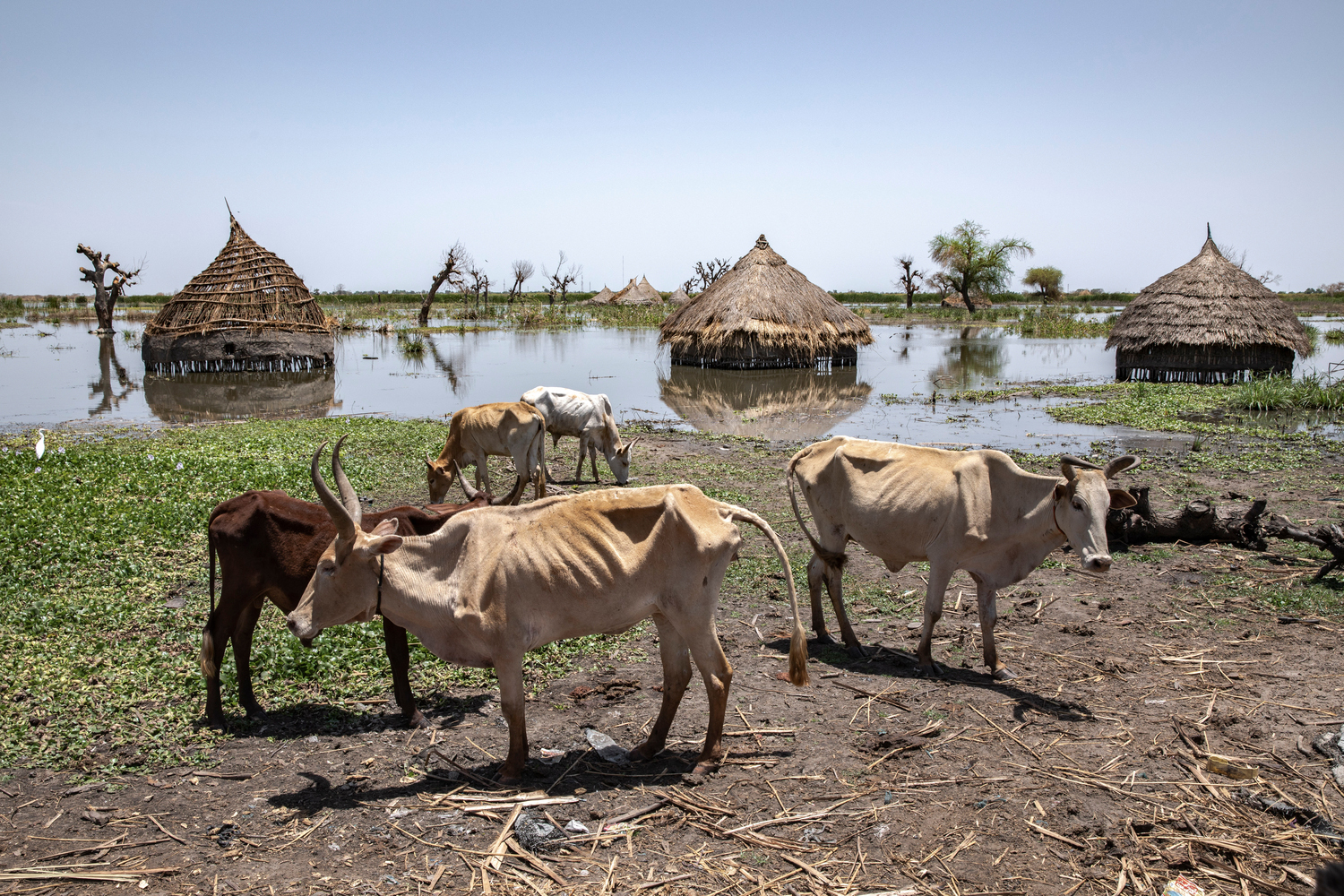 Emaciated cattle stand near a partially submerged village. Ganado demacrado cerca de un pueblo parcialmente sumergido.