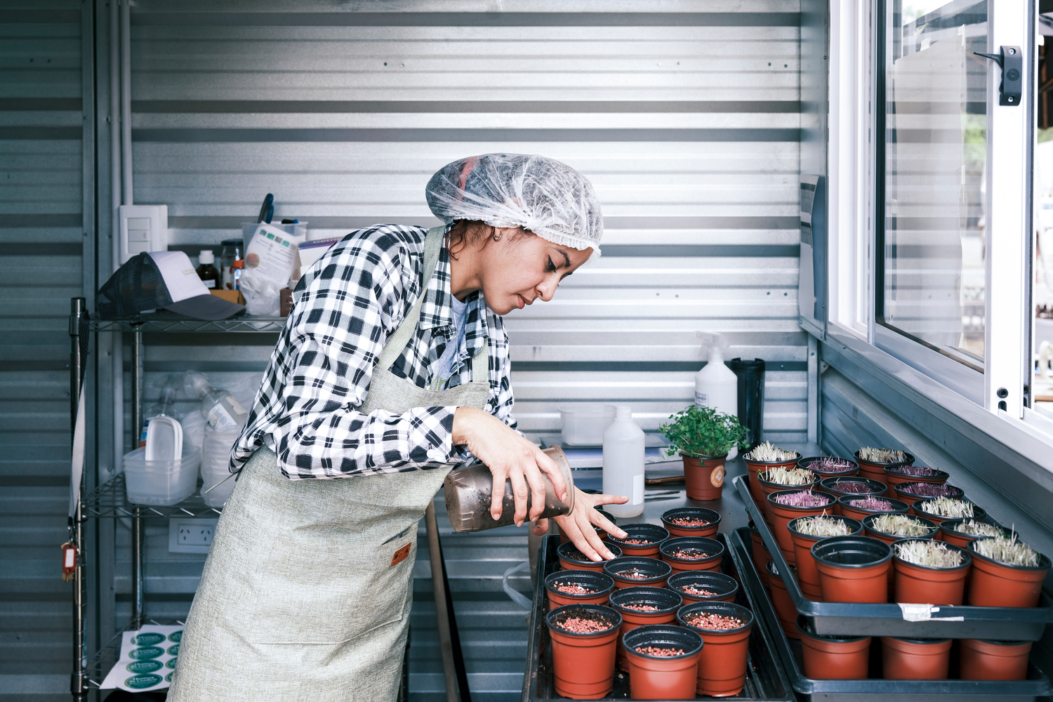 Una mujer que lleva puesta una red para cabello y una camisa a cuadros vacía tierra en macetas en una premisa de microgreens