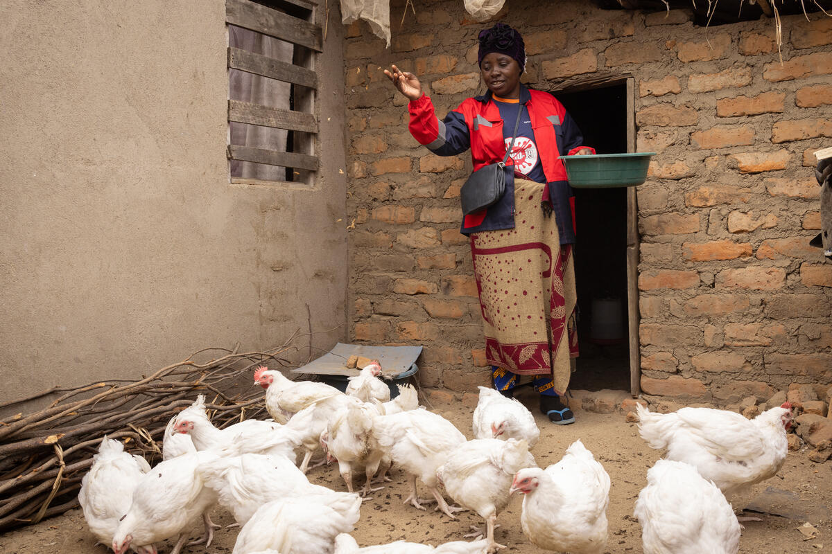 Una mujer alimenta a unas gallinas