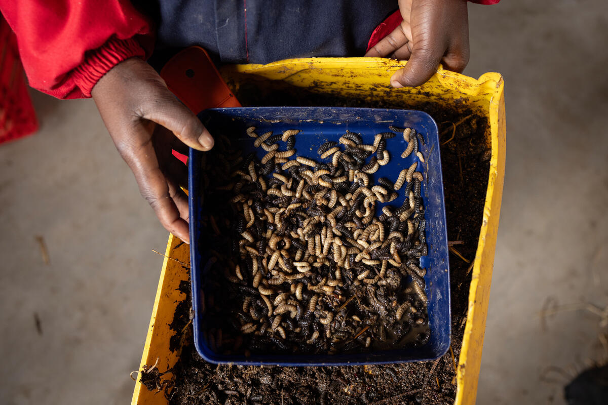 Una mano sostiene un recipiente con gusanos de mosca