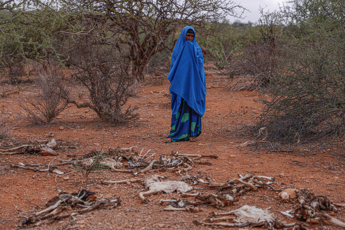Ethiopia. UNHCR supports the displaced and host communities in Melkadida