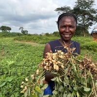 Una mujer está de pie frente a un campo con un manojo de plantas de cacahuate en las manos