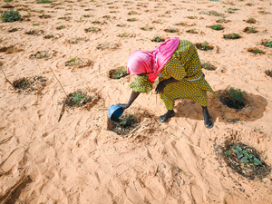 Una mujer vierte agua sobre vegetales en un terreno seco y arenoso
