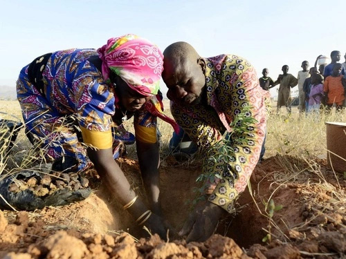 Un hombre y una mujer plantan con sus manos un árbol en un hoyo en la tierra