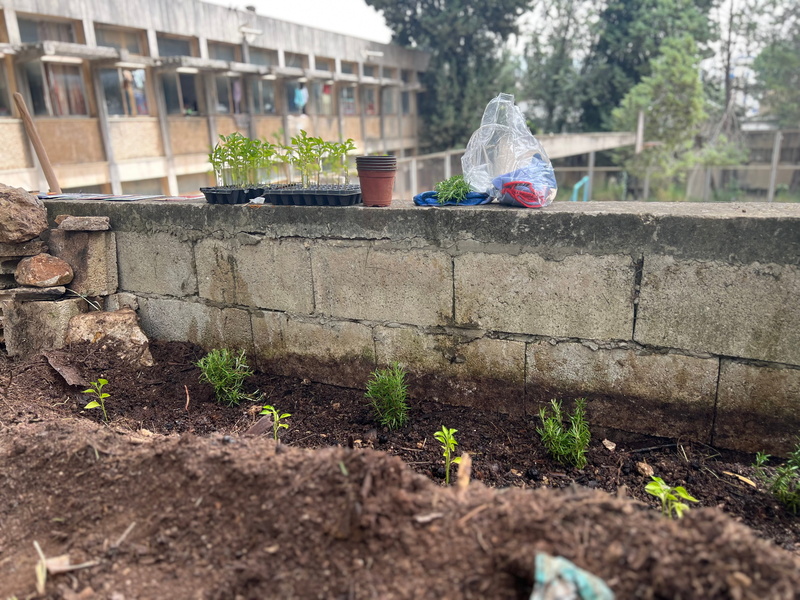 Plantas aromáticas jóvenes plantadas en hileras bajo un muro elevado que da al patio del edificio