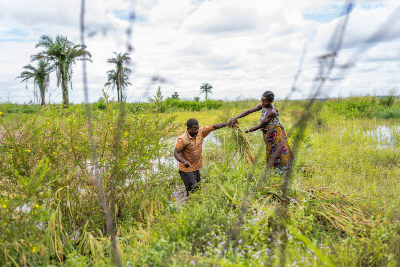 Un hombre en medio de la inundación pasa plantas de arroz a una mujer