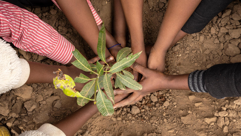 Manos de varios jóvenes plantando un árbol en la tierra.