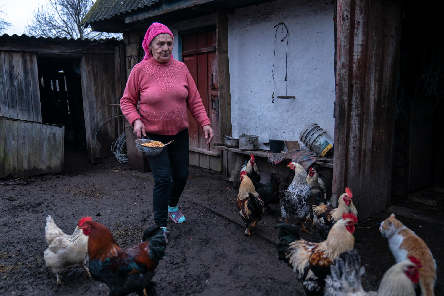 Una mujer alimenta con maíz a un grupo de gallinas en su patio trasero.