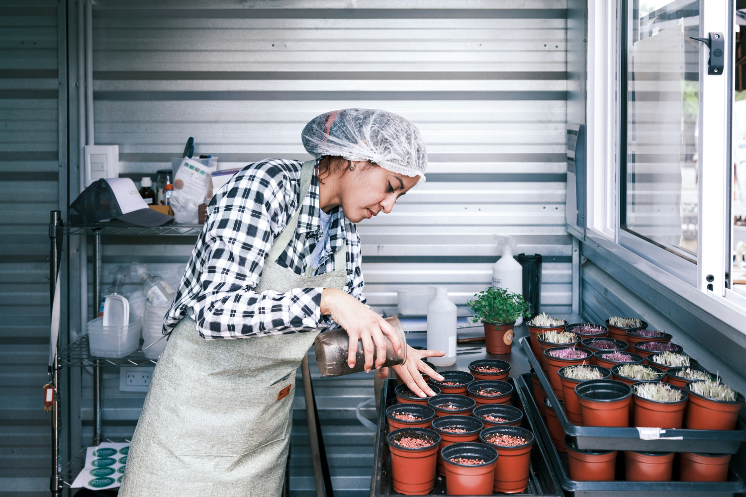 Una mujer que lleva puesta una red para cabello y una camisa a cuadros vacía tierra en macetas en una premisa de microgreens