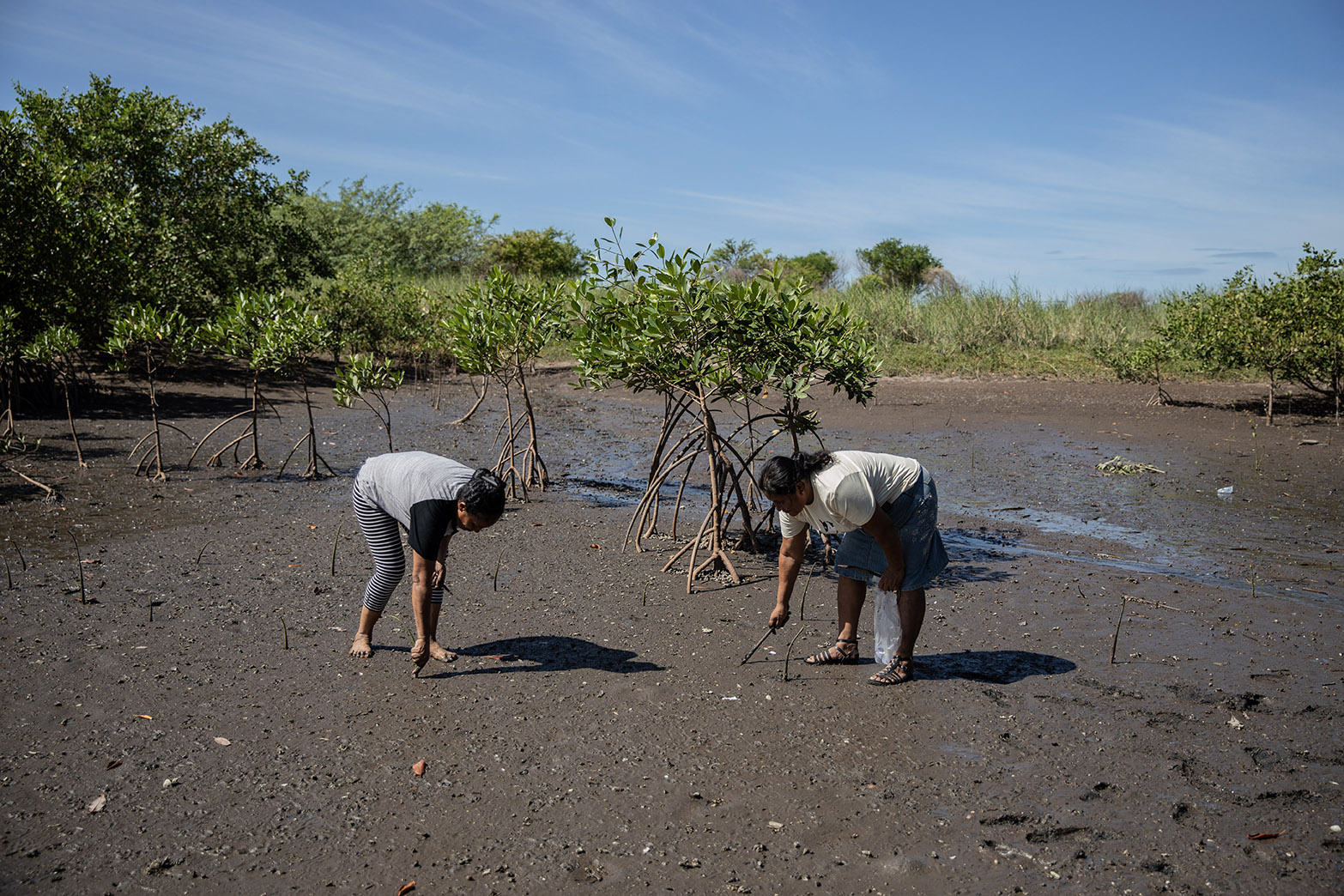 Dos mujeres plantan árbolitos en una playa.