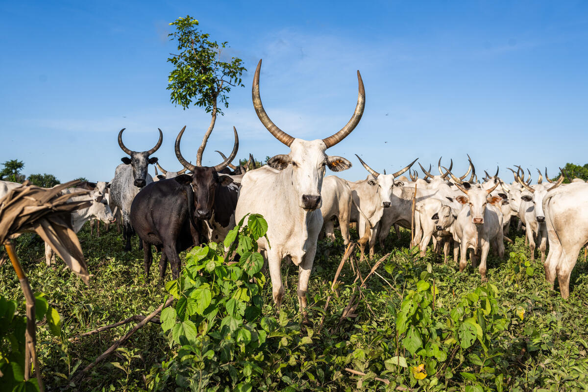 Un rebaño de vacas con largos cuernos mira a la cámara