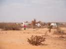 Somalia está siendo devastada por una catastrófica sequía; en consecue...
