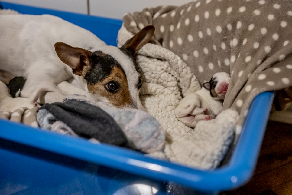 Lulu descansa con sus cachorros en la casa que comparten con sus dueños, Ida y Mawaheb, en Belgrado. 