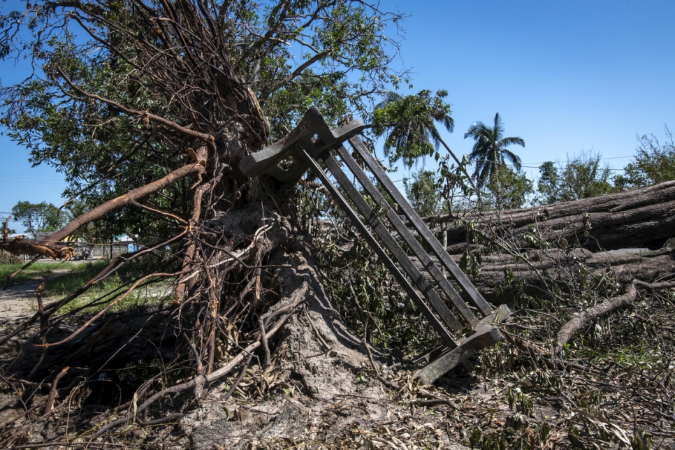 Un árbol, arrancado de raíz por el ciclón Idai, con un banco del parque en Beira, Mozambique. 