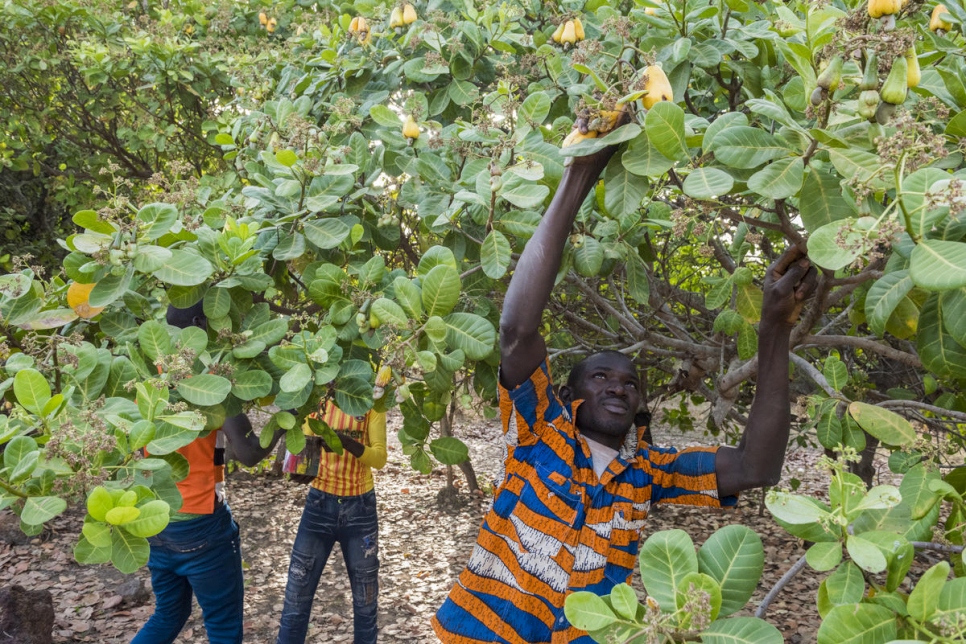 Sinali Silué en el trabajo, recogiendo anacardos a pocos kilómetros de Olleo, Côte d'Ivoire. 