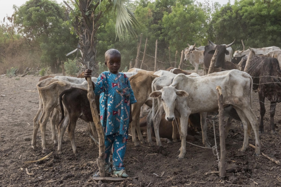 Rachel Tall, de cuatro años, con parte del ganado de la familia, Kong, Costa de Marfil.