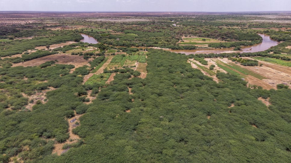 Vista aérea de árboles de prosopis cerca de la frontera con Somalia en Dollo Ado, Etiopía. 