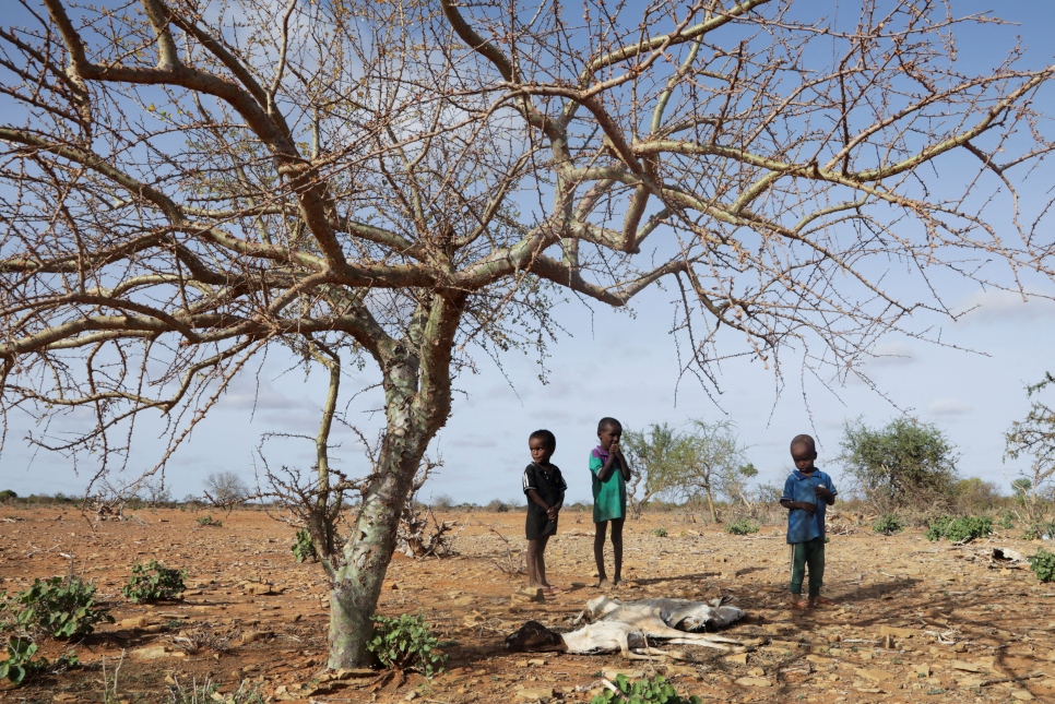 Los niños somalíes desplazados Ali Abdulahi, Osman Abdulahi y Mohamed Abdulahi junto a los restos de varias cabezas de su ganado, muerto tras las graves sequías cerca de Dollow, en la región de Gedo, en Somalia. Foto tomada el 26 de mayo de 2022. 