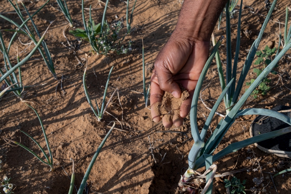 Las personas refugiadas se esfuerzan por cultivar las cosechas que son una fuente vital de alimentos e ingresos, a pesar de tener temperaturas de casi 40 grados y escasez de agua en Osire.