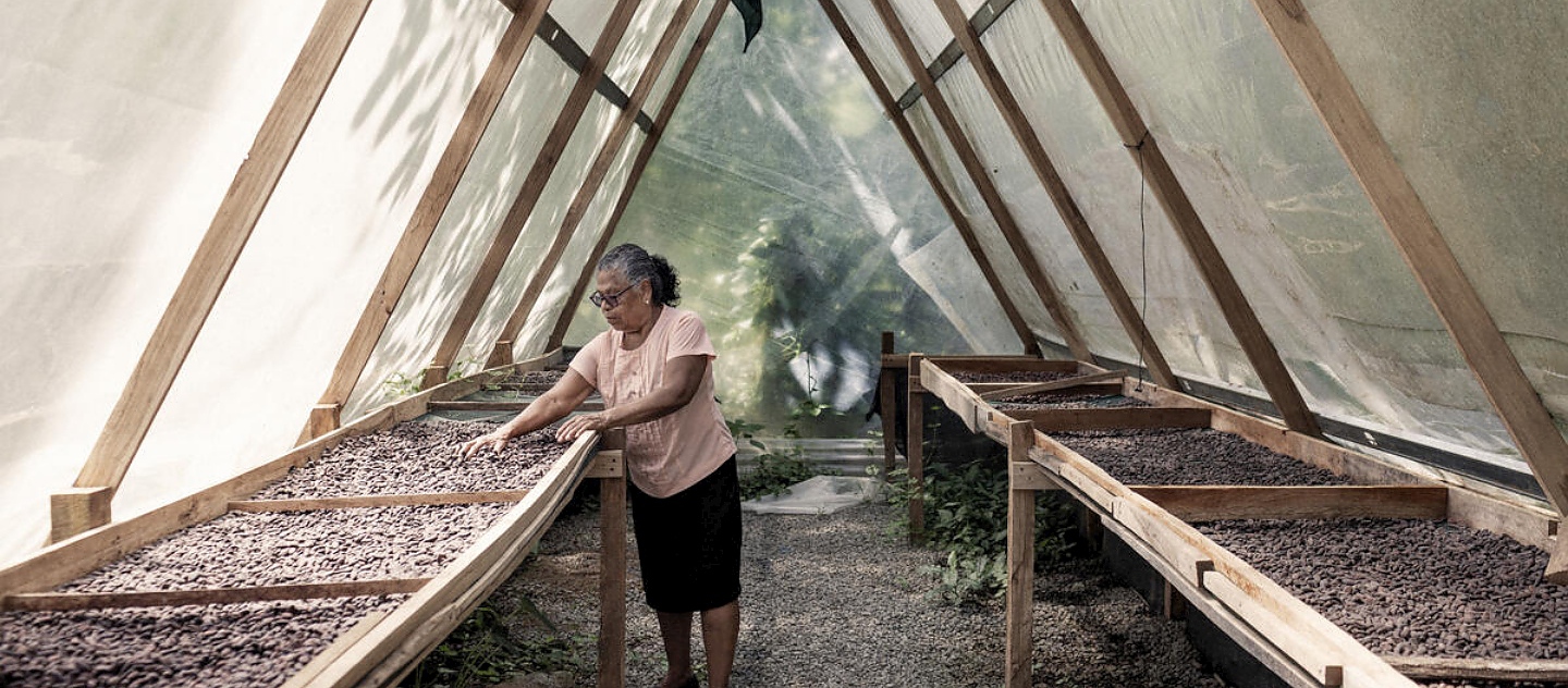 Vicenta González, de 74 años, inspecciona el secado de los granos de cacao en una estructura construida para ello en su finca al norte de Costa Rica.