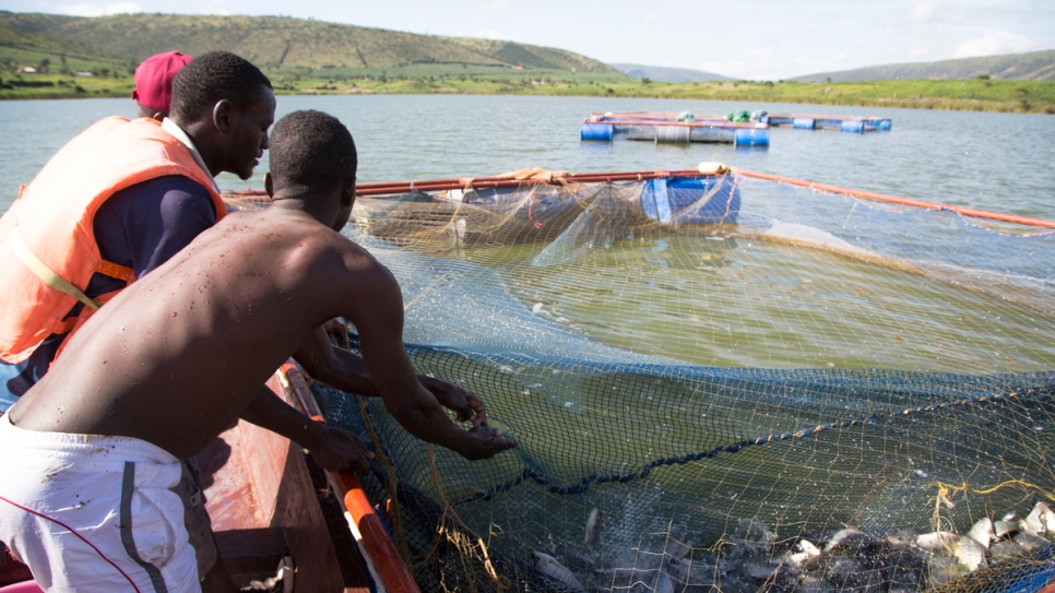 Miembros de una asociación de piscicultura capturan tilapias blancas en el lago Rwamunga en el distrito de Isingiro, en Uganda.