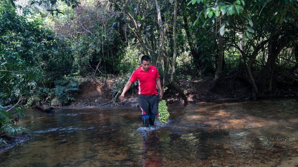 Armando Cuasaluzan Pai, 38 años, lleva a su casa un racimo de bananas. Cada una de las 17 familias en el asentamiento awá de Villagarzón recibió 4 hectáreas de tierra para cultivar.