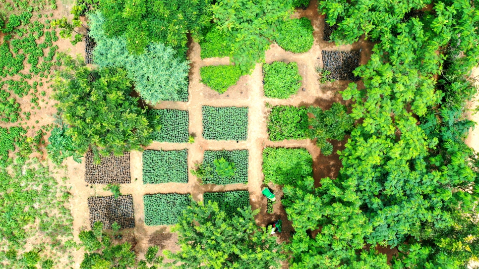 Una vista aérea del vivero de árboles en Minawao donde se cultivan las semillas germinadas antes de ser plantadas en la comunidad.
