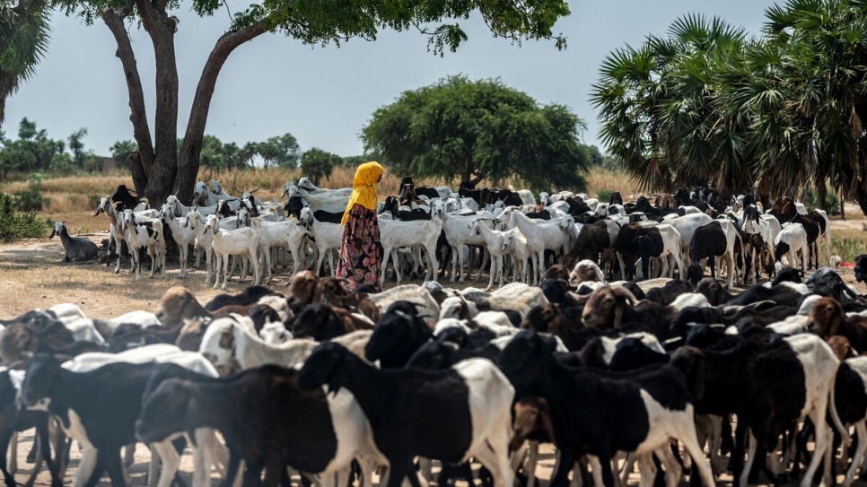 Una ganadera cuida de su ganado en la región chadiana de Chari Baguirmi, a la que llegaron en agosto unas 11.000 personas que huían de los enfrentamientos en Camerún. Dos meses después, quedan cerca de 9.000 de ellas.